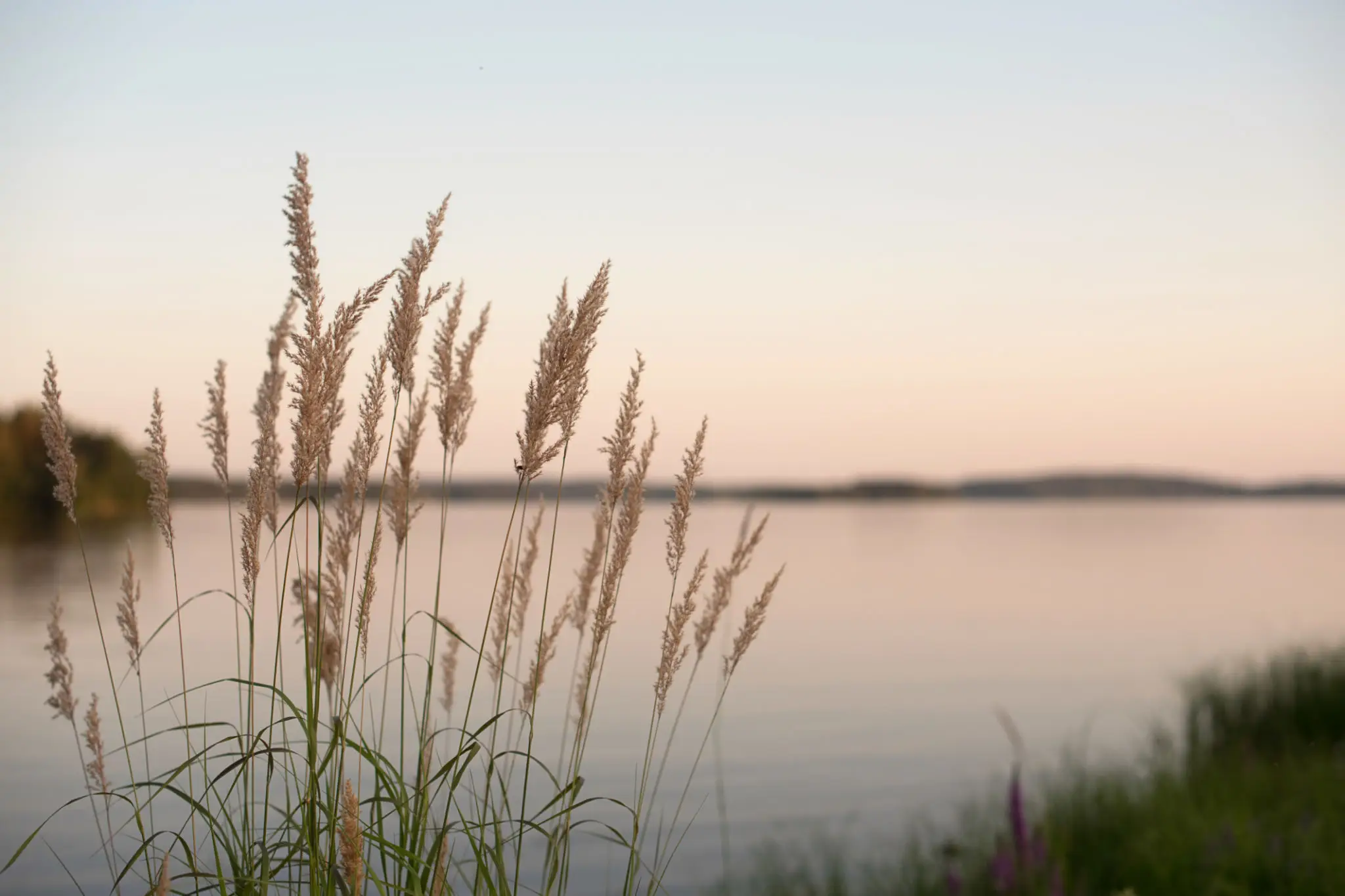 Tall grass in front of a body of water at sunset, with the sky in the background
