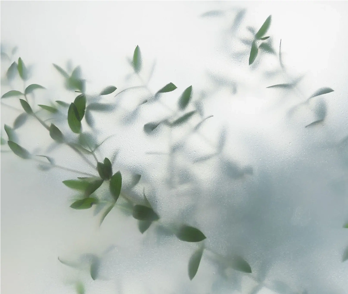 Close up of a plant with green leaves on a window, with a white background